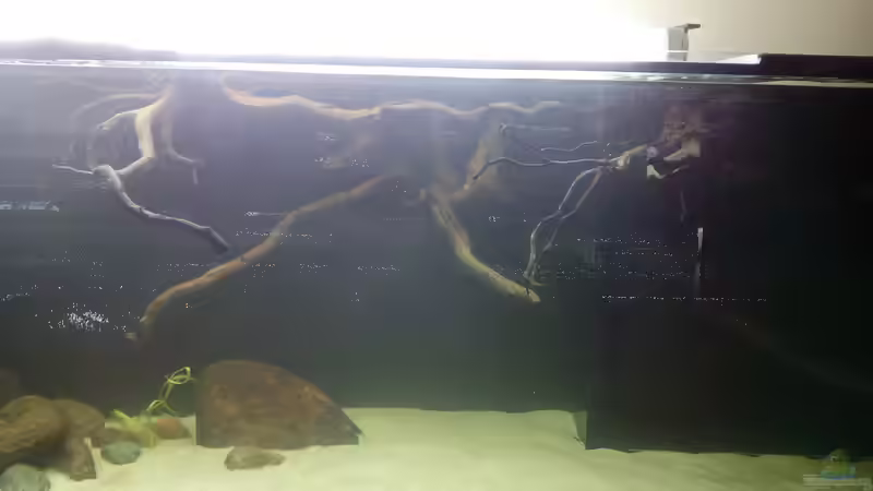 Aquarium Namenlos von Fichte (59)