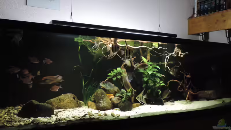 Aquarium Namenlos von Fichte (6)