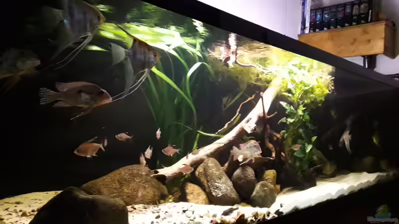 Aquarium Namenlos von Fichte (7)
