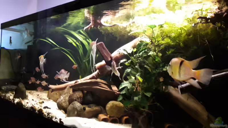 Aquarium Namenlos von Fichte (8)