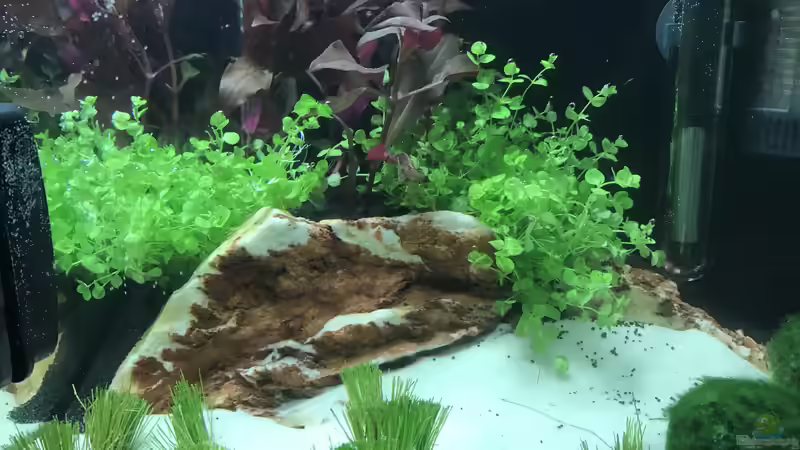 Aquarium Namenlos von Raven887 (2)