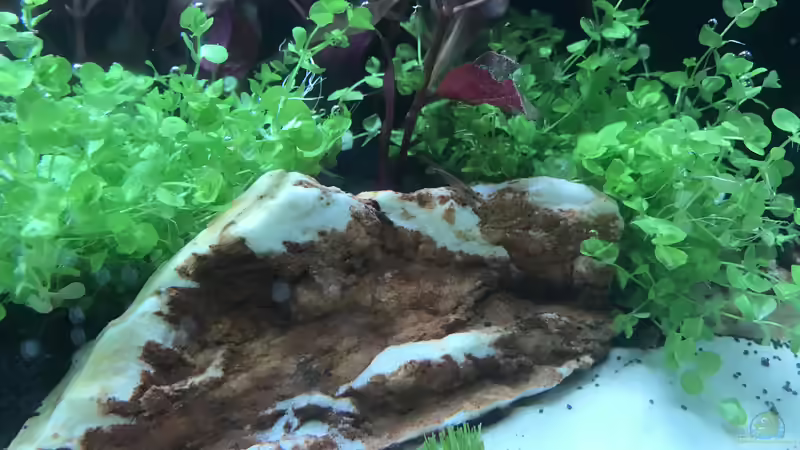 Aquarium Namenlos von Raven887 (3)