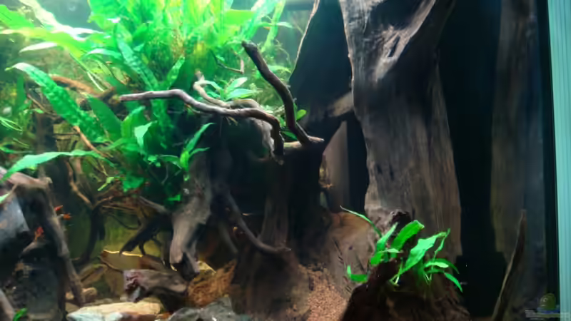 Aquarium Nannacara anomala von ekki (2)