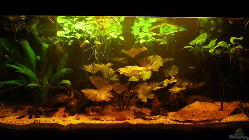 Aquarium Nannostomus eques - Becken von Andreas Fuchs (2)