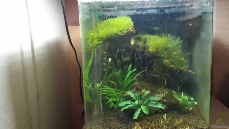 Aquarium Nano 30 von NiRo (2)