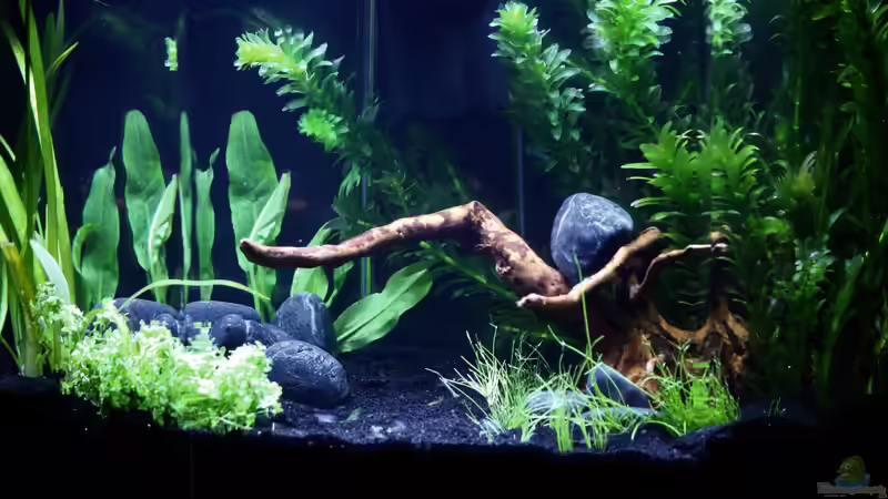 Aquarium Nano (aufgelöst) von Manuela (3)