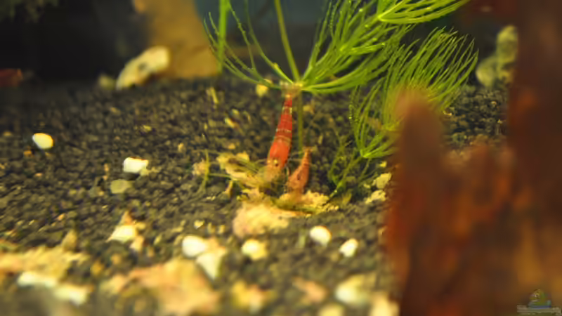 Aquarium Nano Becken 20 Liter von Jonathan (2)