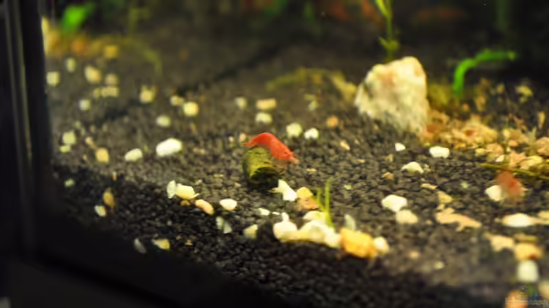 Aquarium Nano Becken 20 Liter von Jonathan (3)