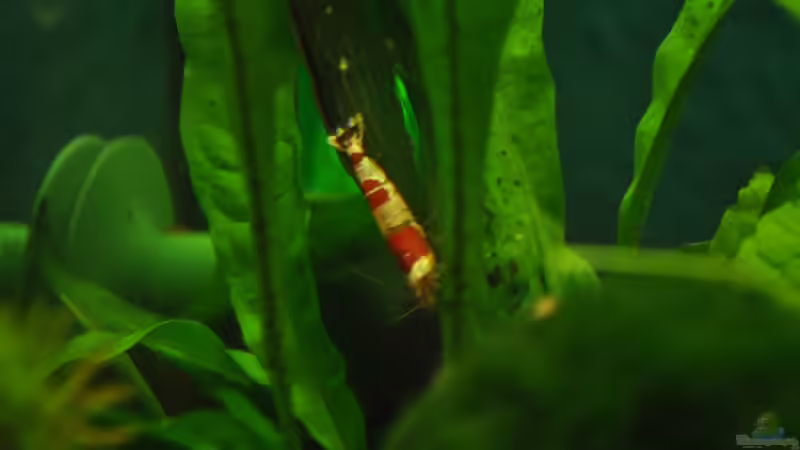 Aquarium Nano Becken 20 Liter von Jonathan (4)