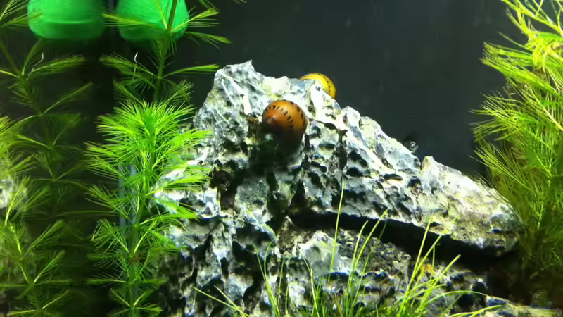 Aquarium Nano Becken von Nano73 (11)