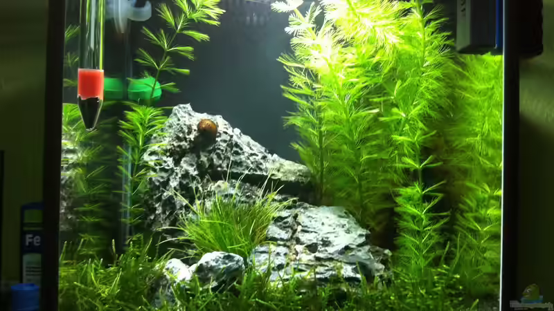 Aquarium Nano Becken von Nano73 (12)