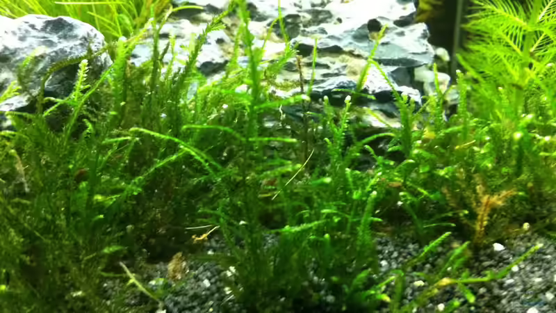 Aquarium Nano Becken von Nano73 (13)