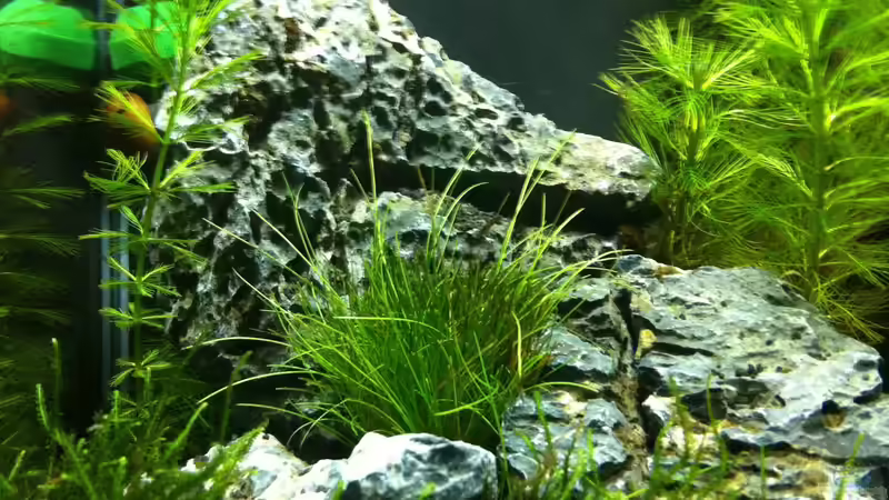 Aquarium Nano Becken von Nano73 (14)