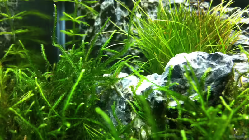 Aquarium Nano Becken von Nano73 (15)