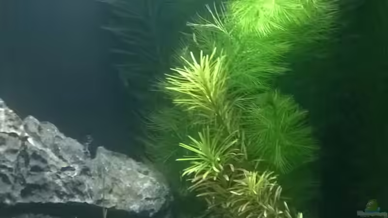 Aquarium Nano Becken von Nano73 (8)