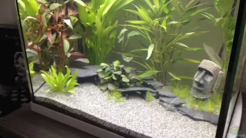 Aquarium Nano Becken von Perlhuhnbärbling (2)