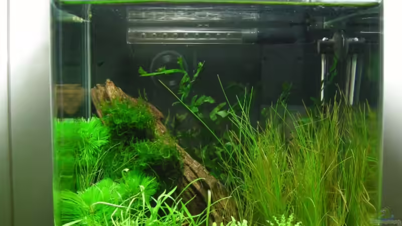 Aquarium Nano Cube 1.0 von Thorgal Takashi (2)