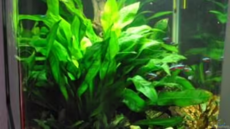 Aquarium Nano Cube 130 XXL von leaa (2)