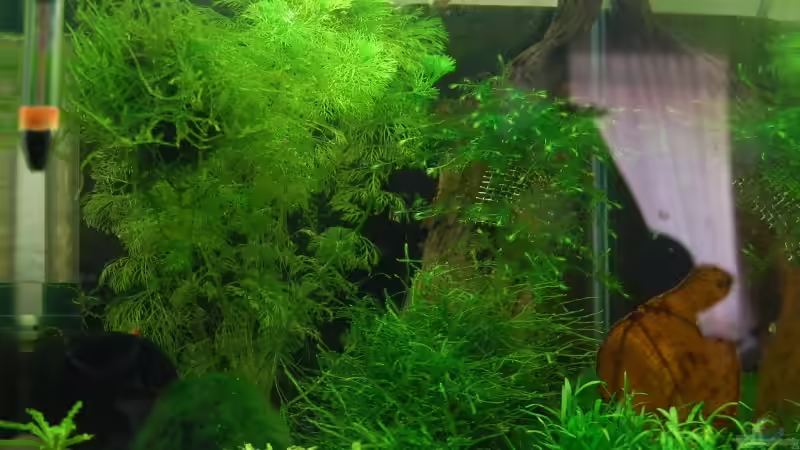 Aquarium Nano Cube 30L von BjoeHrn (3)