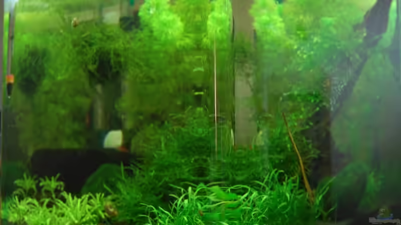 Aquarium Nano Cube 30L von BjoeHrn (4)