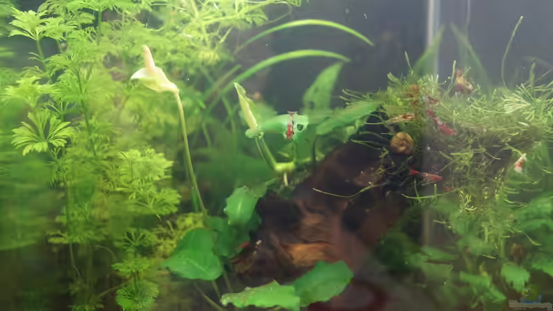 Aquarium Nano Cube 30l von Raphi (2)