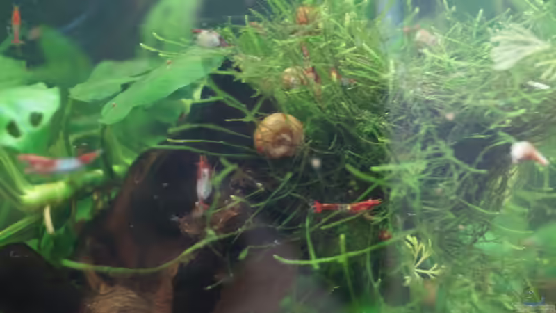 Aquarium Nano Cube 30l von Raphi (3)