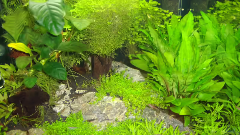 Aquarium Nano Cube 60 Liter von Christoph Luz (2)