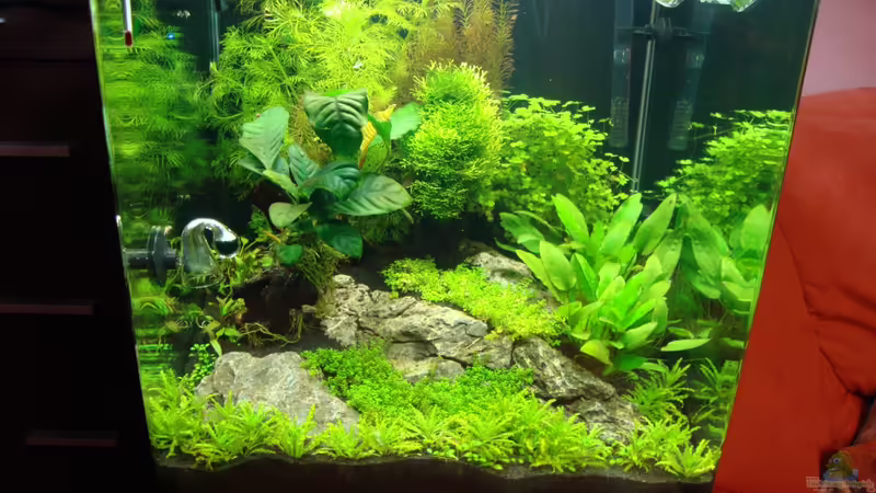 Aquarium Nano Cube 60 Liter von Christoph Luz (3)