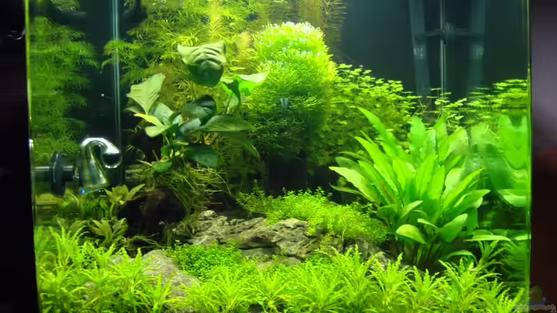 Aquarium Nano Cube 60 Liter von Christoph Luz (5)