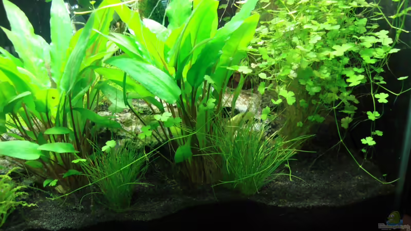 Aquarium Nano Cube 60 Liter von Christoph Luz (8)