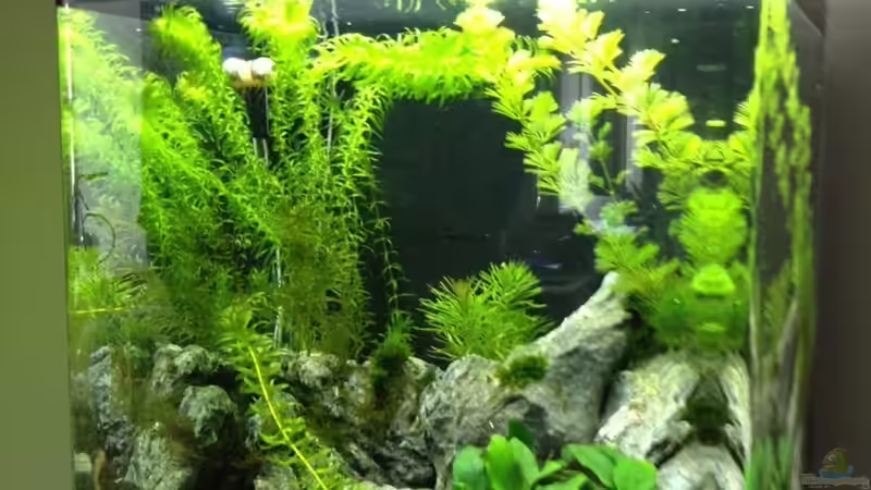 Aquarium Nano Cube 60l von anton (2)