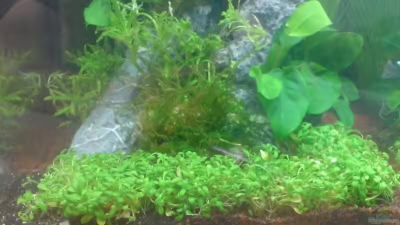 Aquarium Nano Cube Planted von Nano-FAN (3)