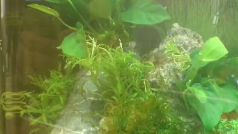 Aquarium Nano Cube Planted von Nano-FAN (4)