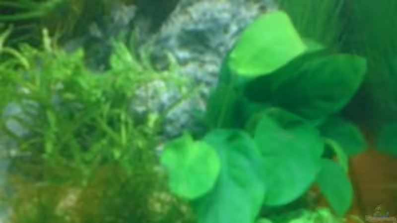 Aquarium Nano Cube Planted von Nano-FAN (6)