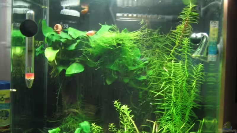 Aquarium Nano Cube von Aquarium-Bochum (2)