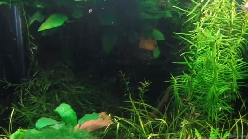 Aquarium Nano Cube von Aquarium-Bochum (4)