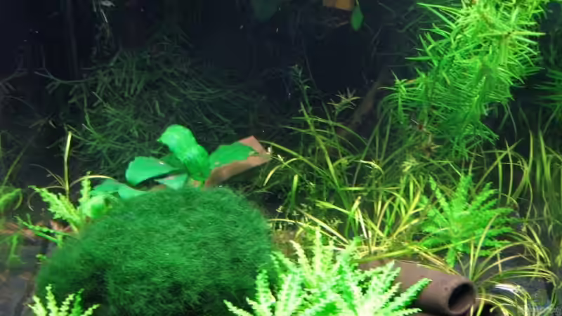 Aquarium Nano Cube von Aquarium-Bochum (5)