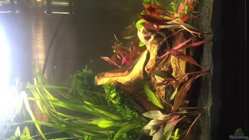 Aquarium Nano Cube von Pimpmatics (2)