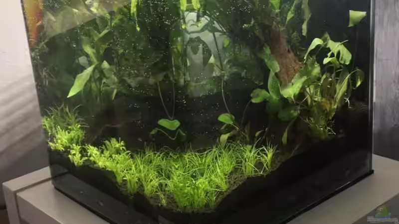 Aquarium Nano Cube von Zohan (5)