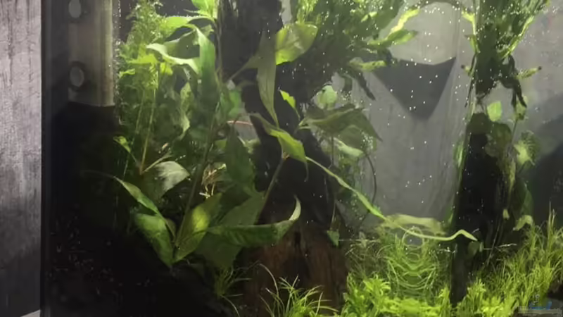 Aquarium Nano Cube von Zohan (6)