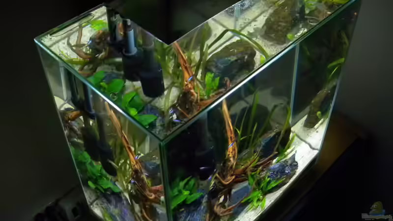 Aquarium Nano Fluval Edge II von flightsim (11)