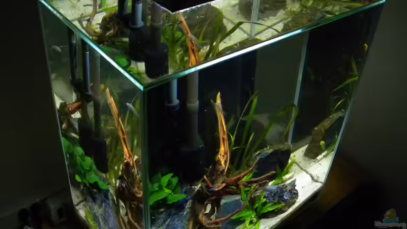 Aquarium Nano Fluval Edge II von flightsim (5)