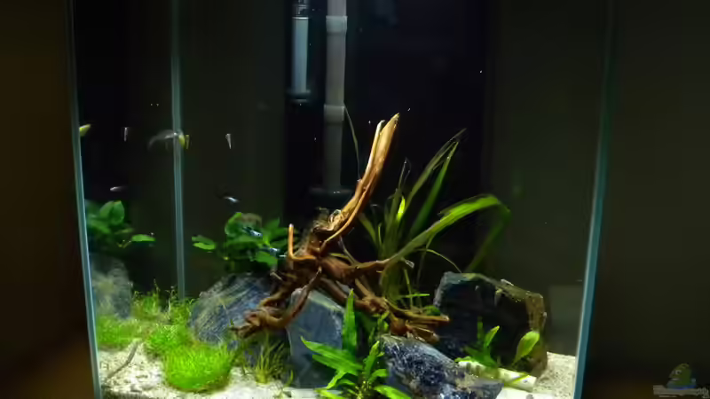 Aquarium Nano Fluval Edge II von flightsim (7)