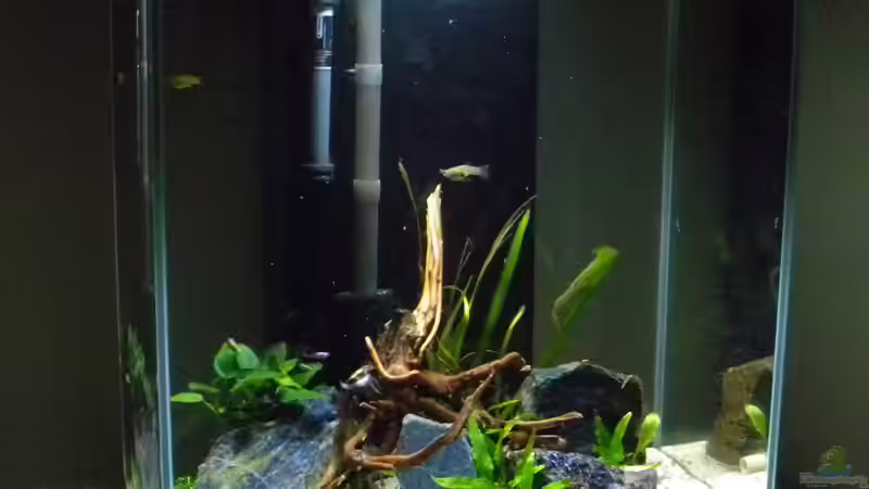 Aquarium Nano Fluval Edge II von flightsim (8)