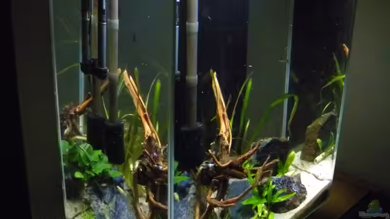 Aquarium Nano Fluval Edge II von flightsim (9)