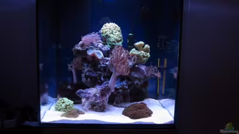 Aquarium Nano High Tower von garnelenhunter (10)