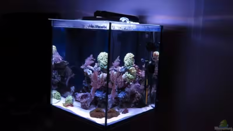 Aquarium Nano High Tower von garnelenhunter (11)
