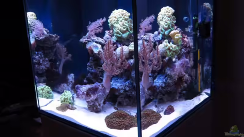 Aquarium Nano High Tower von garnelenhunter (12)