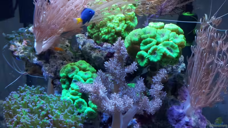 Aquarium Nano High Tower von garnelenhunter (2)