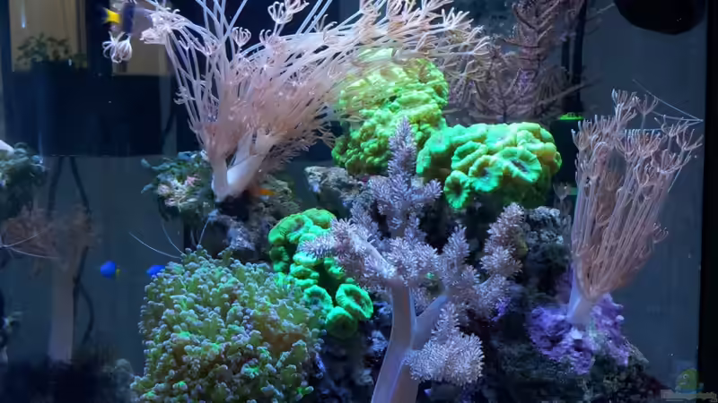 Aquarium Nano High Tower von garnelenhunter (5)